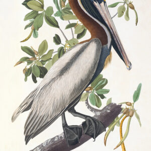 Audubon 251 Brown Pelian Birds of America Museum quality giclée print