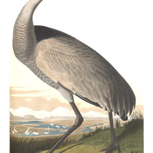 Audubon 261 Whooping Crane Birds of America Museum quality giclée print