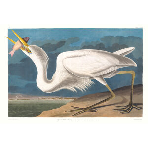 Audubon 281 Great White Heron Birds of America Museum quality giclée print DEF of Special Edition