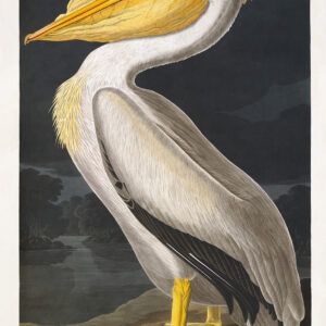 Audubon 311 American White Pelican Birds of America Museum quality giclée print