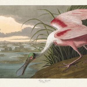 Audubon 321 Roseate Spoonbill Birds of America Museum quality giclée print