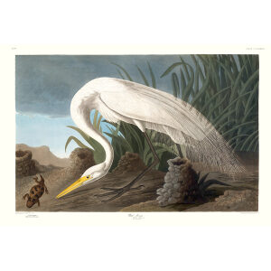 Audubon 386 White Heron Birds of America Museum quality giclée print DEF or Special Edition