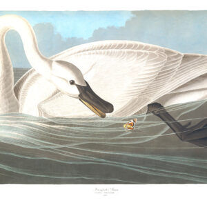 Audubon 406 Trumpeter Swan Birds of America Museum quality giclée print