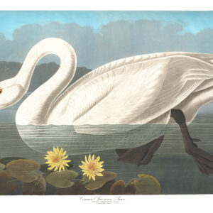 Audubon 411 Common American Swan Birds of America Museum quality giclée print