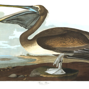 Audubon 421 Brown Pelican Birds of America Museum quality giclée print