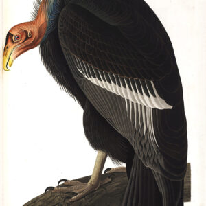 Audubon 426 Californian Vulture Birds of America Museum quality giclée print