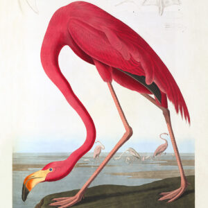 Audubon 431 American Flamingo Birds of America Museum quality giclée print