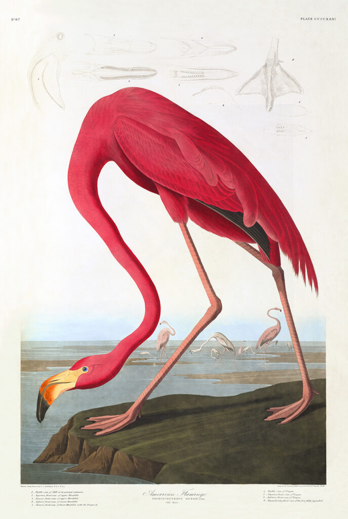 Audubon 431 American Flamingo Birds of America Museum quality giclée print