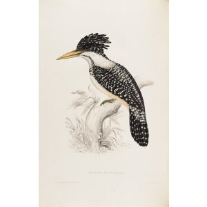 John Gould Alcedo Guttatus 05 A Century of Birds from the Himalaya Mountains Museum quality giclee prints