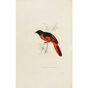 John Gould Phaenecornis Princeps 07 A Century of Birds from the Himalaya Mountains Museum quality giclee prints