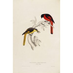 John Gould 008 Phaenicornis Brevirostris A Century of Birds from the Himalaya Mountains.Museum quality giclée print