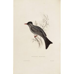 Hypsipetes Psariodes 010 John Gould A Century of Birds from the Himalaya Mountains.Museum quality giclée print