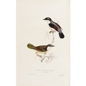 Lanius Erythropterus 11 John Gould A Century of Birds from the Himalaya Mountains.Museum quality giclée print