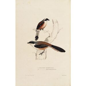 Collurio Hardwickii Erythronotus 12 John Gould A Century of Birds from the Himalaya Mountains.Museum quality giclée print