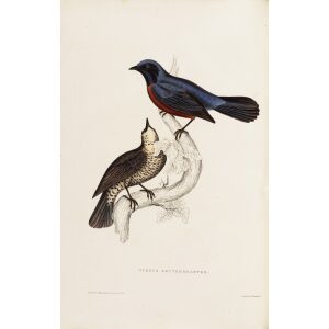 Turdus Erythrogaster 13 John Gould A Century of Birds from the Himalaya Mountains.Museum quality giclée print