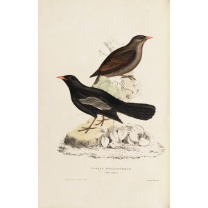 Turdus Poecilopterus 14 John Gould A Century of Birds from the Himalaya Mountains.Museum quality giclée print