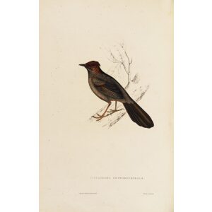 Cinclosoma Erythrocephalum 17 John Gould A Century of Birds from the Himalaya Mountains.Museum quality giclée print