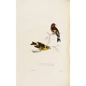 Carduelis Caniceps 33 John Gould A Century of Birds from the Himalaya Mountains. Museum quality giclée print