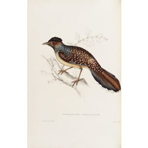 Cinclosoma Ocellatum 15 John Gould A Century of Birds from the Himalaya Mountains.Museum quality giclée print