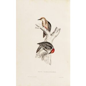 Picus Mahrattenisis 51 John Gould A Century of Birds from the Himalaya Mountains. Museum quality giclée print