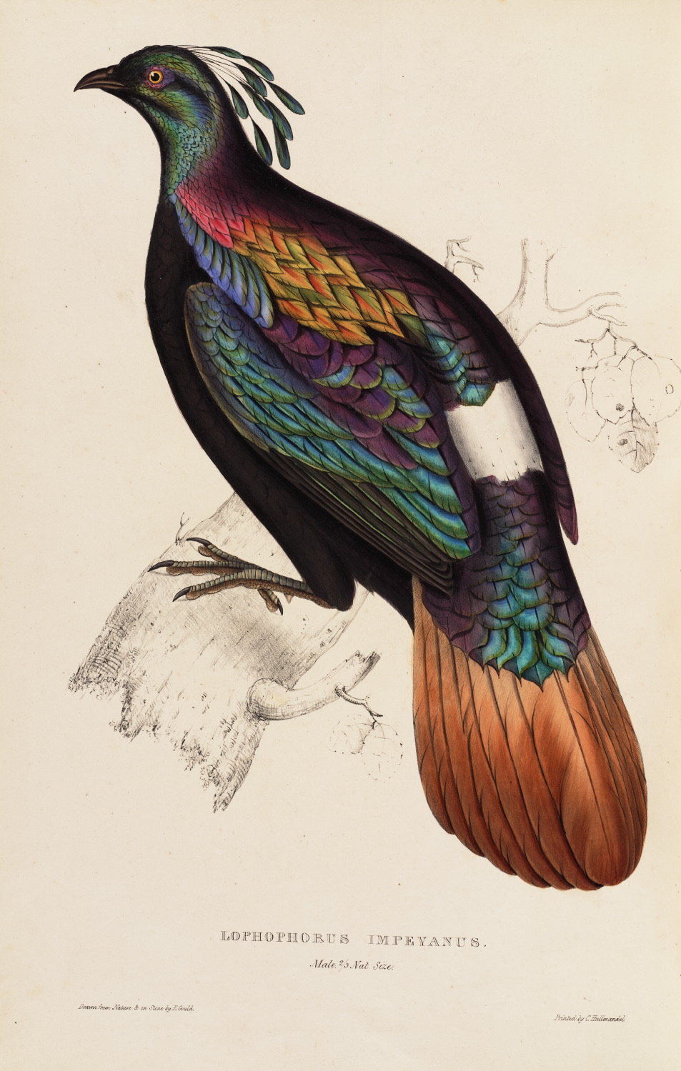 Lophophorus Imeyanus 60 John Gould A Century of Birds from the Himalaya Mountains. Museum quality giclée print