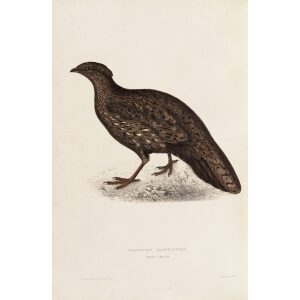 Tragopan Hastingsii 65 John Gould A Century of Birds from the Himalaya Mountains. Museum quality giclée print