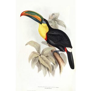 Sharp billed Toucan John Gould A Monograph of Ramphastidae or Family of Toucans Plate 008 Museum quality giclee print