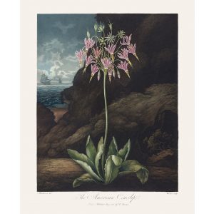 The American Cowslip by Robert Thornton – Temple of Flora, or Garden of Nature – Museum Quality Giclee Print – Heritage Prints Facsimile