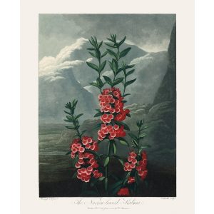 Narrow Leaved Kalmia by Robert Thornton – Temple of Flora, or Garden of Nature – Museum Quality Giclee Print – Heritage Prints Facsimile