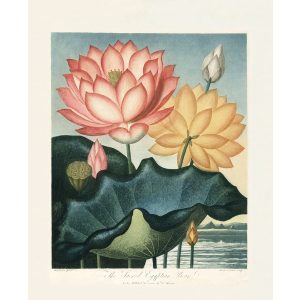 The Sacred Egyptian Bean by Robert Thornton – Temple of Flora, or Garden of Nature – Museum Quality Giclee Print – Heritage Prints Facsimile