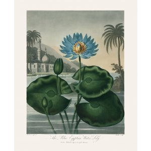 The Blue Egyptian Water Lily by Robert Thornton – Temple of Flora, or Garden of Nature – Museum Quality Giclee Print – Heritage Prints Facsimile