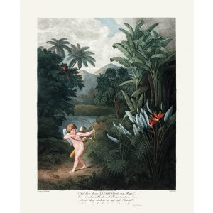 Cupid Inspiring the Plants with Love by Robert Thornton – Temple of Flora, or Garden of Nature – Museum Quality Giclee Print – Heritage Prints Facsimile