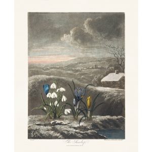 The Snowdrop by Robert Thornton – Temple of Flora, or Garden of Nature – Museum Quality Giclee Print – Heritage Prints Facsimile