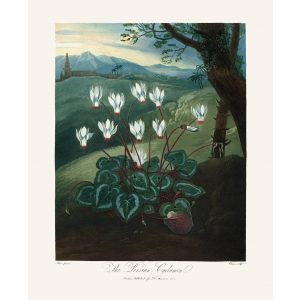 The Persian Cyclamen by Robert Thornton – Temple of Flora, or Garden of Nature – Museum Quality Giclee Print – Heritage Prints Facsimile