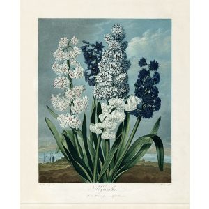 Hyacinth by Robert Thornton – Temple of Flora, or Garden of Nature – Museum Quality Giclee Print – Heritage Prints Facsimile