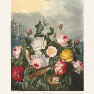 Roses by Robert Thornton – Temple of Flora, or Garden of Nature – Museum Quality Giclee Print – Heritage Prints Facsimile