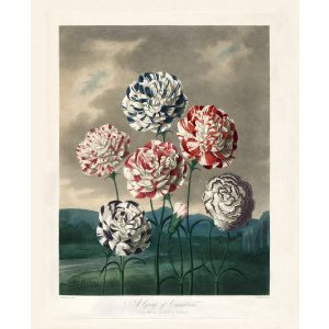 A Group of Carnations by Robert Thornton – Temple of Flora, or Garden of Nature – Museum Quality Giclee Print – Heritage Prints Facsimile