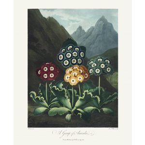 A Group of Auriculas by Robert Thornton – Temple of Flora, or Garden of Nature – Museum Quality Giclee Print – Heritage Prints Facsimile