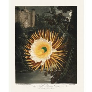 The Night Blowing Cereus by Robert Thornton – Temple of Flora, or Garden of Nature – Museum Quality Giclee Print – Heritage Prints Facsimile