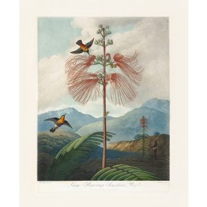 Large Flowering Sensitive Plant by Robert Thornton – Temple of Flora, or Garden of Nature – Museum Quality Giclee Print – Heritage Prints Facsimile