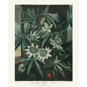 The Blue Passion Flower by Robert Thornton – Temple of Flora, or Garden of Nature – Museum Quality Giclee Print – Heritage Prints Facsimile