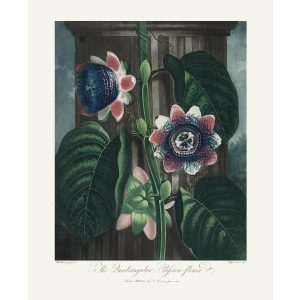 Quadrangular Passion Flower by Robert Thornton – Temple of Flora, or Garden of Nature – Museum Quality Giclee Print – Heritage Prints Facsimile