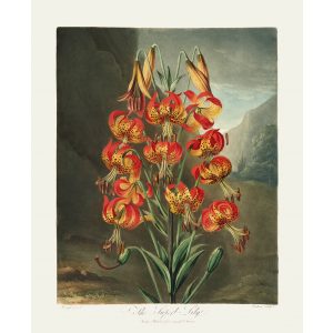 The Superb Lily by Robert Thornton – Temple of Flora, or Garden of Nature – Museum Quality Giclee Print – Heritage Prints Facsimile