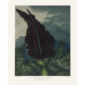 The Dragon Arum by Robert Thornton – Temple of Flora, or Garden of Nature – Museum Quality Giclee Print – Heritage Prints Facsimile