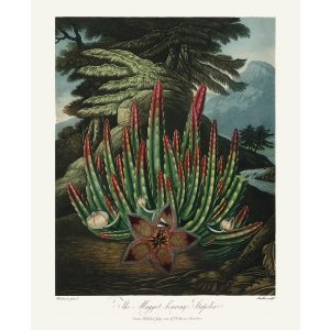 Maggot Bearing Stapelia by Robert Thornton – Temple of Flora, or Garden of Nature – Museum Quality Giclee Print – Heritage Prints Facsimile