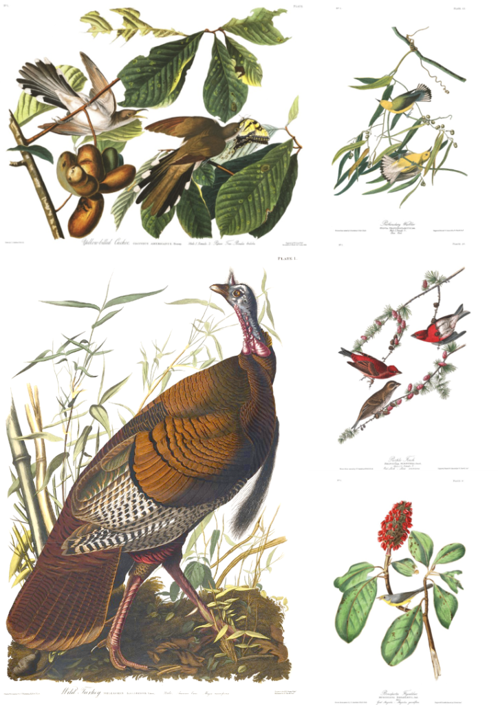 Audubon Part 1 includes 5 Facsimile Giclee prints. Heritage Prints