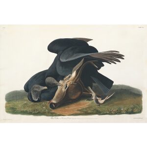 John James Audubon Birds of America Plate 106 Black Vulture, or Carrion Crow Giclée Print