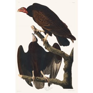 John James Audubon Birds of America Plate 151 Turkey Buzzard Giclée Print