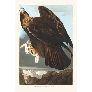 John James Audubon Birds of America Plate 181 Golden Eagle Giclée Print