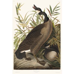 John James Audubon Birds of America Plate 201 Canada Goose Giclée Print